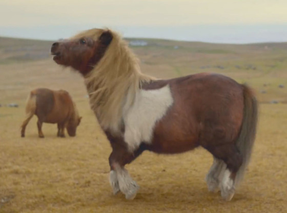 Dance Pony Dance Pony